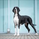 ZARA Scarlet Diamond FCI