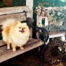 Neverita's Flying Beauty