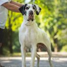 mł. Ch. BELLAZZAN Blue Raspberry