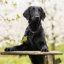 Apples'N'Pears FUNKY MUSIC