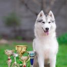 Catch The Wind Wood Mark