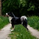 GRAND Ch. Pl. Ch. Pl. ALMAZY ANABARA Nelbey Aiysyt (PL MT1, WCC)