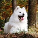 YUMI QUEEN OF THE NORTH Pagabo