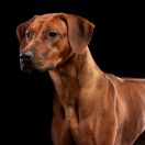 Amina of Rudo uye Simba