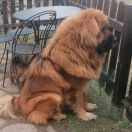 CHERRY Hebinella FCI 