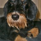 BERTA z Łobuzerskiej Ferajny