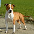 DO YOU LOVE ME Magic Empire