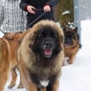 Wolf Nasza Duma Cavis Leonis