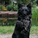 McPotter's Creek's O'HARRA 