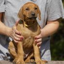 GARY COOPER Ginger Ridge 