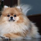 Romeo Iz Imperatorskogo Dvorca