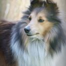 FORMICA EXECTA Asketila