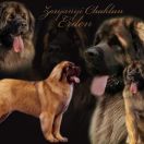 Erden Zoryanyi Chaklun 