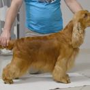 Francini’s IN THE MOOD FOR LOVE