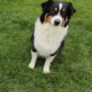 SHELBY Gorzowska Panorama