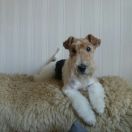 Bierka Magnum Cordis FCI