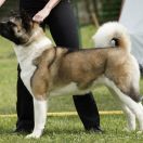 Gia My Beauty Queen Pearl River 