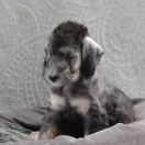 A Flame Of Anor Mithrin Sul