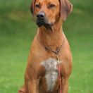 HOMER Pręgowce z Jasienia