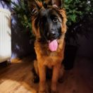 WILLOW von Gran Peregrino (FCI)