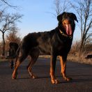 MINERVA MIRA Astra Canina