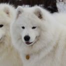 Siberian Love FOR ROYAL WINTER