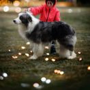 Groot ( Do Seixo Branco Groot [Esp]