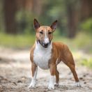 Voice of Red Lightning