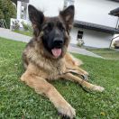 BAFIA Land Szaft (FCI)