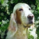 NATURAL BEAUTY Elater Polonica FCI 