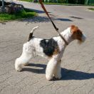 Igor Marsowa Knieja FCI