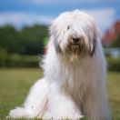 SWEET CAMELIA Collis Amores