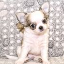 Boogie Woogie Emerald In Gold