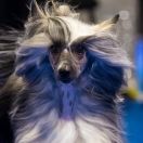 ATTIBASSI DREAM OF COFFEE Roingold