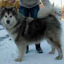 SPIRIT TREASURE OF AILA Kriplyana