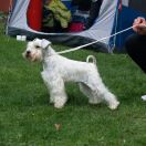 Radiant Gem Larigosh