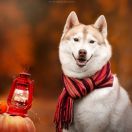 LET ME BE YOUR DREAM DYLANA