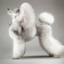 DAENERYS Angelino Mini