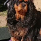 SHANGRI-LA Baltic Harmony FCI