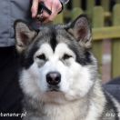 Arctic Melody (FCI) GREY KIKY