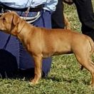 BRANDY Horseradish Gang Staff 