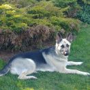 Bożenka (Bella) Melodia Szczurołapa