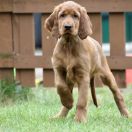 ETERNIA MADAME RAZZ Ginger State of Mind