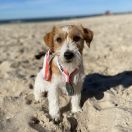 CHILLI Royal Terrier (FCI)