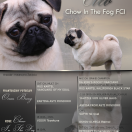 CLEO Chow IN the fog FCI