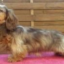 ChBuł Kinchville Verona 