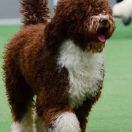 YASUMI Bona Espero (FCI)