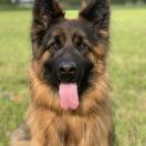 Dianne von Fichtenschlag