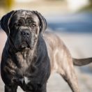 INDIA Insendiamento di Perle Nere