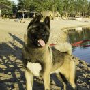 UKR JCH Reachy Action Sharon Florance